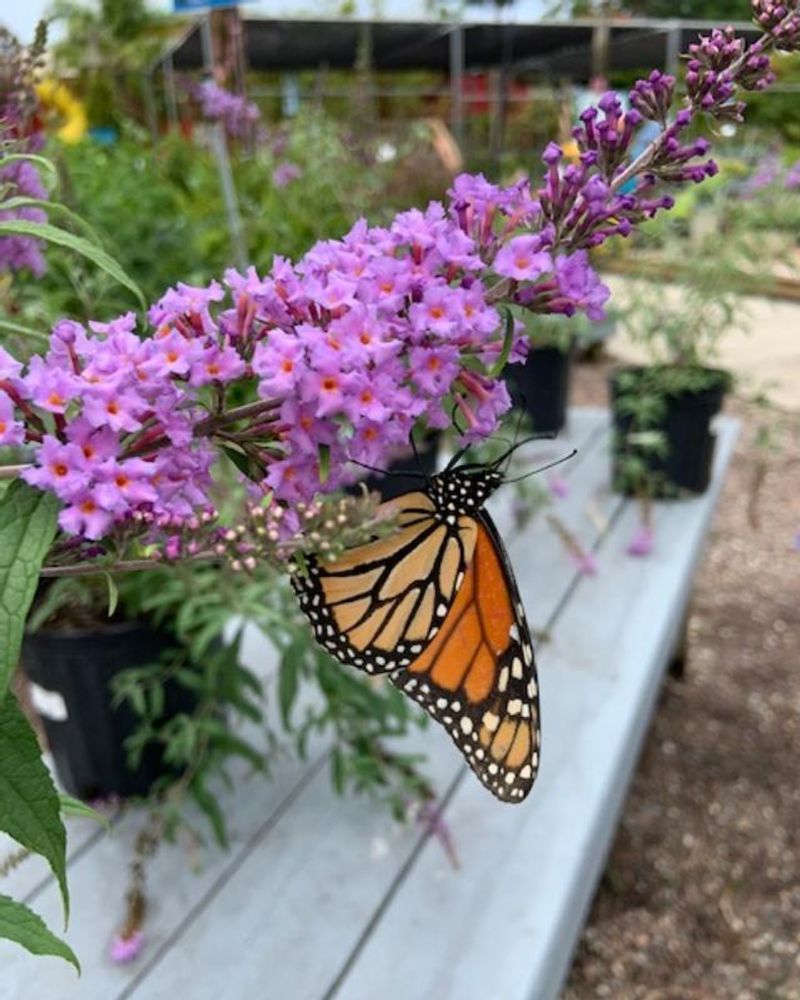 Butterfly Bush For Compact Growth
