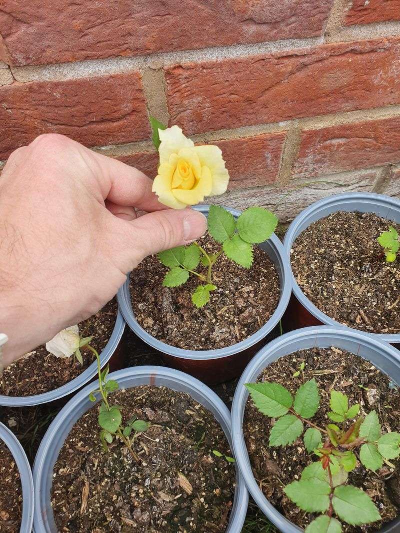 Planting Techniques Used By Winning Rose Growers