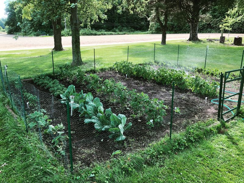 Mulch Lightly And Keep Stems Clear