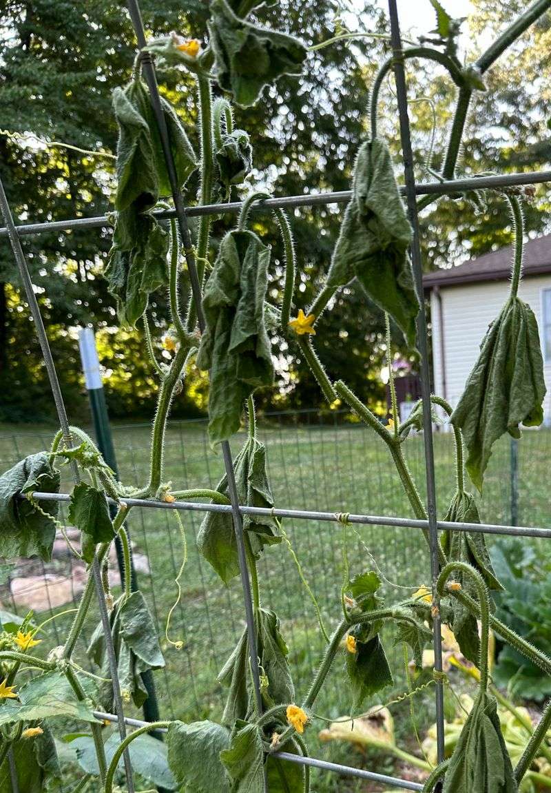 Remove Affected Plants Promptly