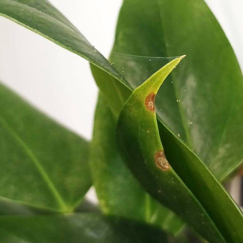 Inspect Carefully For Pests And Treat Immediately