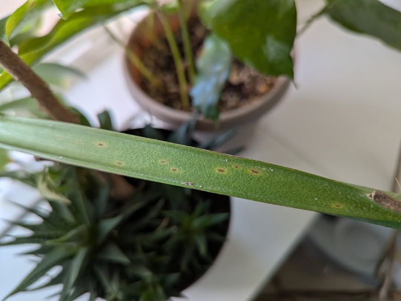 Inspect For Pests That Thrive In Spring