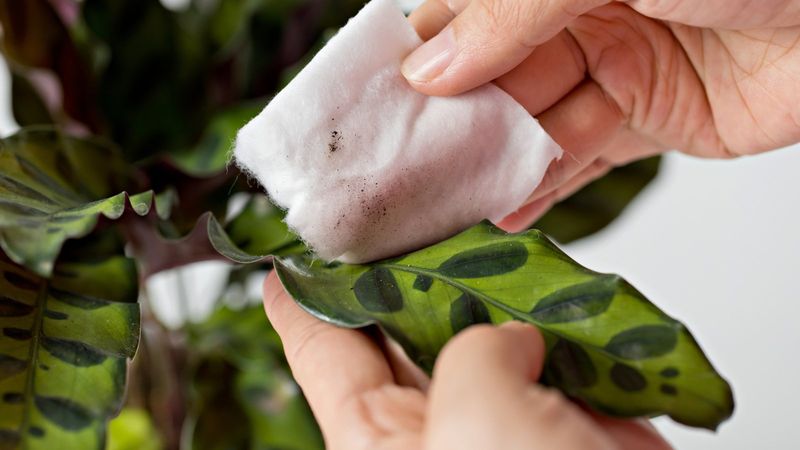 Clean Dusty Leaves To Maximize Light Absorption