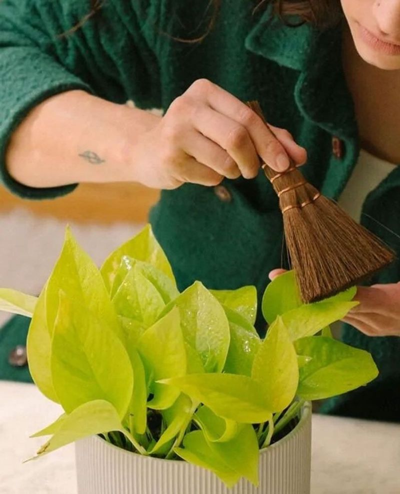 Dusting Leaves Monthly