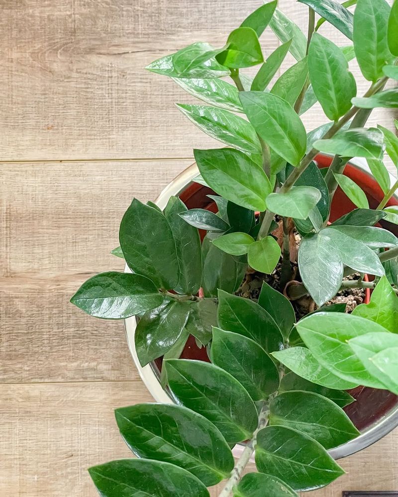 Keeping Leaves Clean To Support Healthy Growth