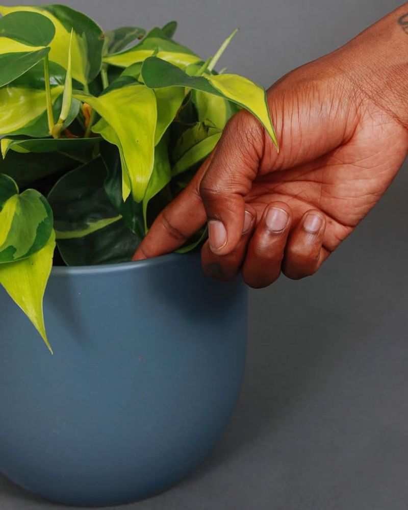 Checking Soil Before Every Watering