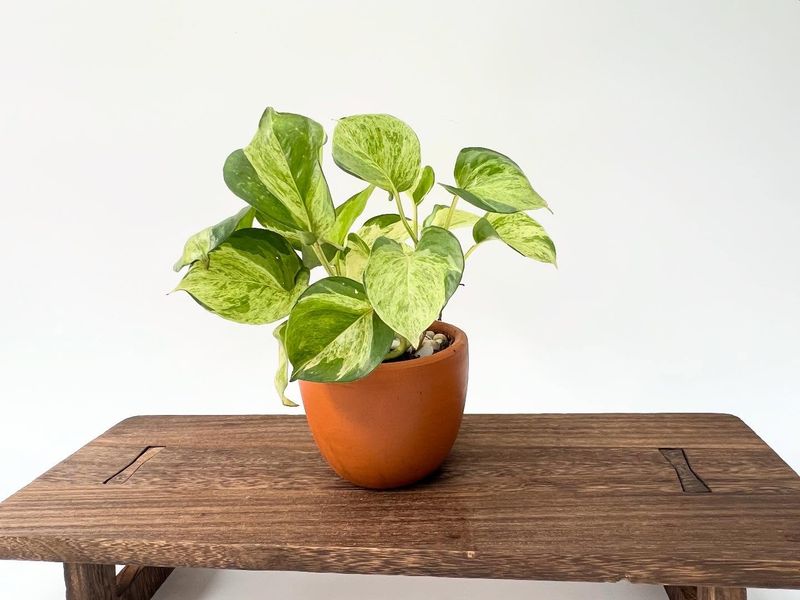 Using Terracotta Pots for Better Drainage