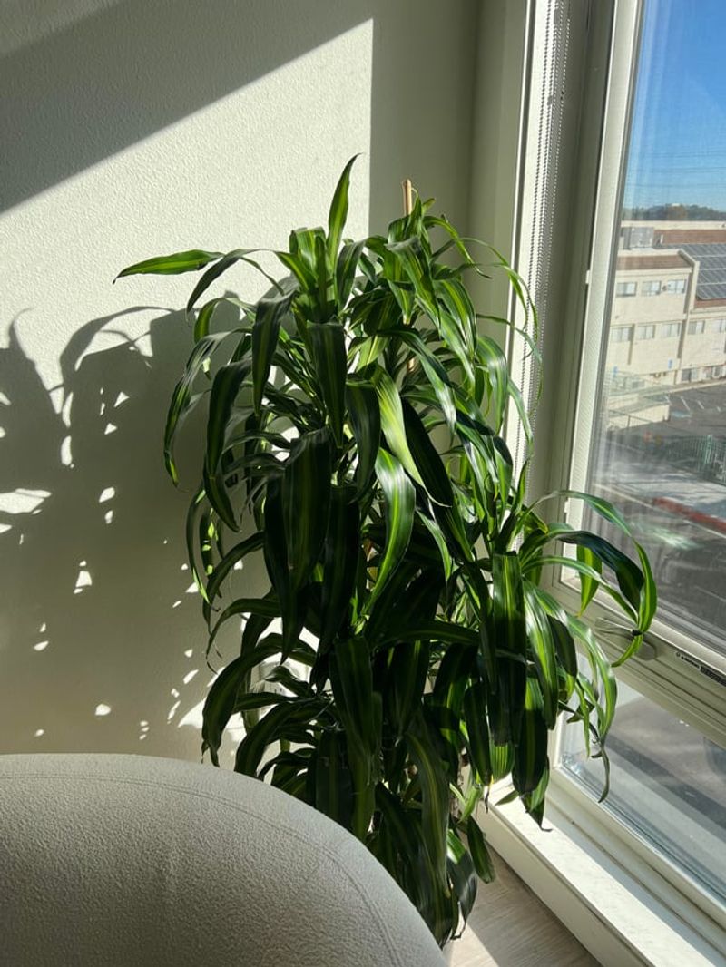 Avoiding Dark Corners That Steal Light