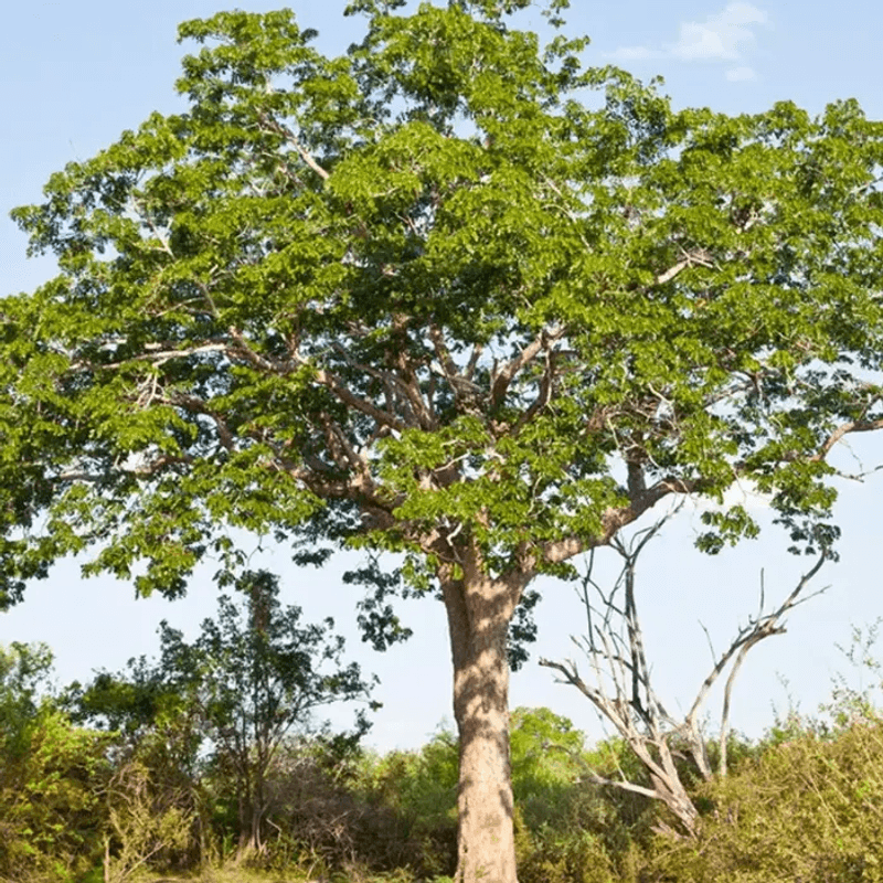 Mahogany Trees Regulated For Their Environmental Value