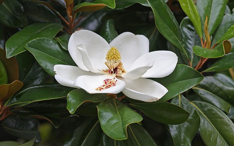 Southern Magnolia