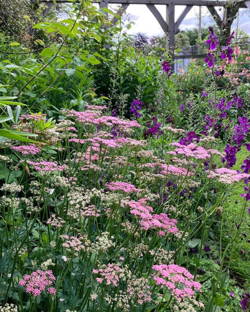 Living Plant Borders
