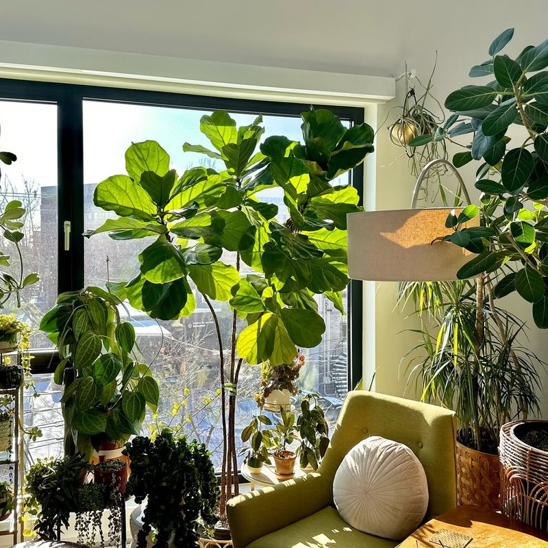 Fiddle Leaf Fig