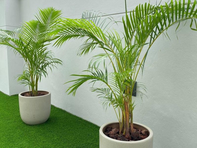 Bamboo Palm