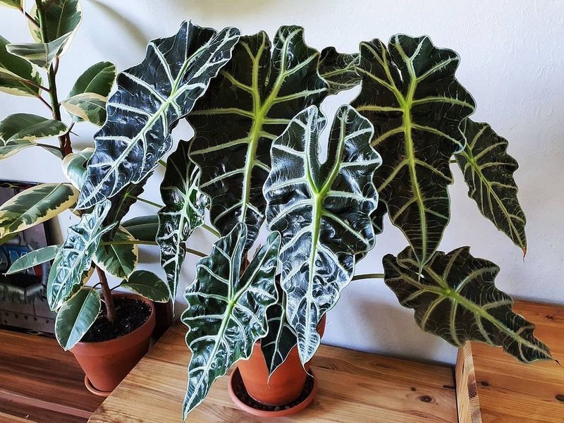 Alocasia Polly