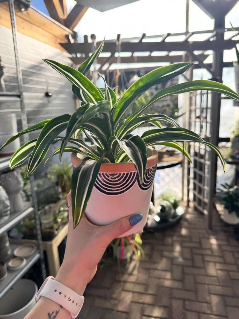 Dracaena