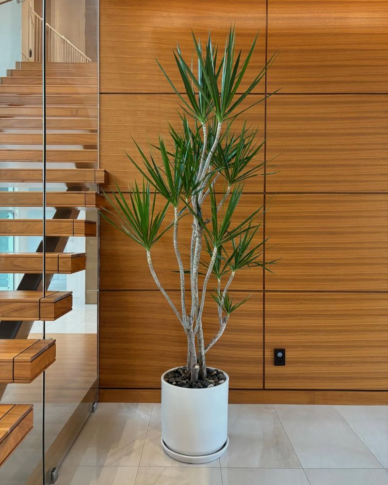 Dracaena Marginata
