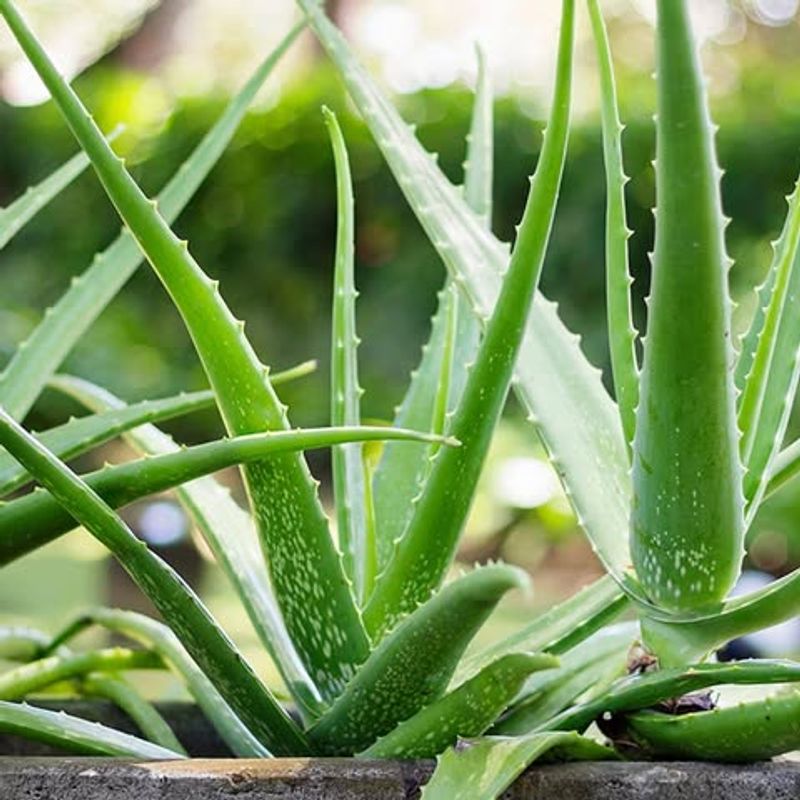 Aloe Vera
