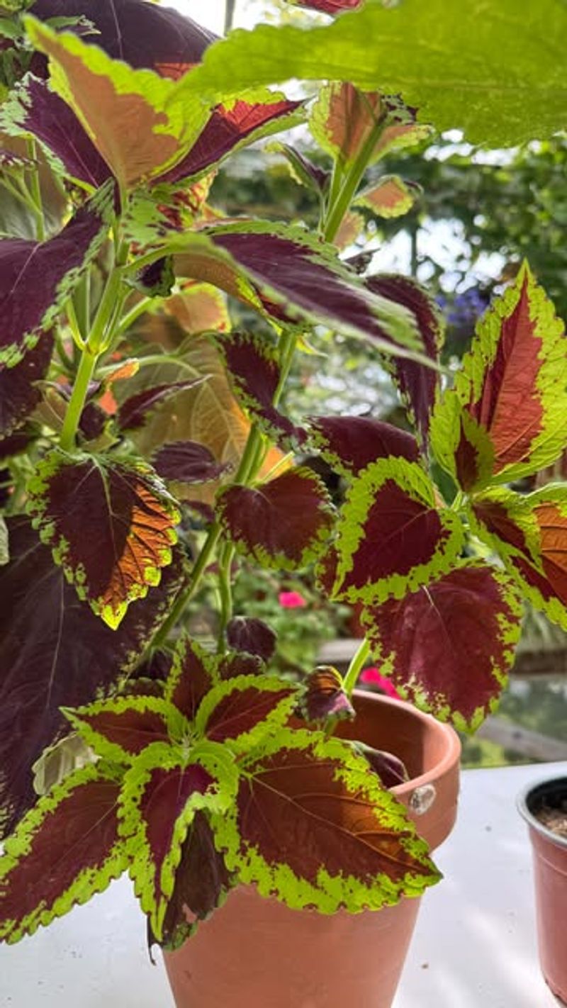 Coleus (Grown Indoors)