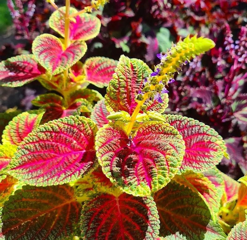 Coleus (Grown Indoors)