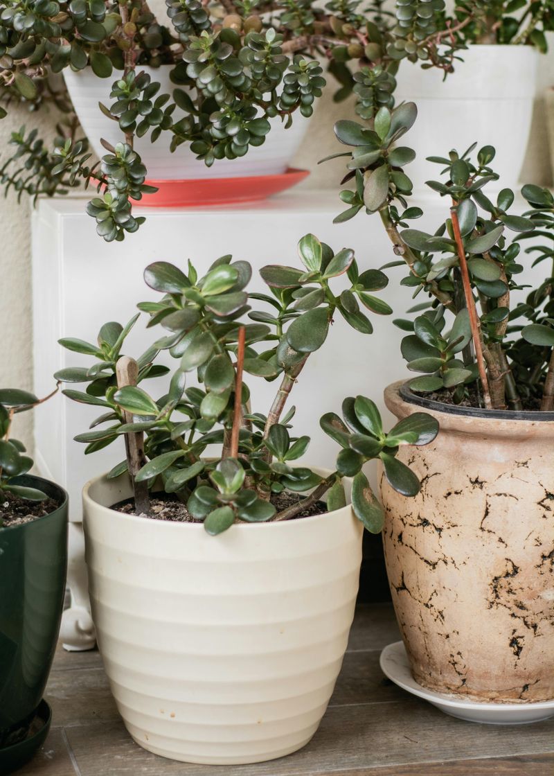Jade Plant (Crassula Ovata)