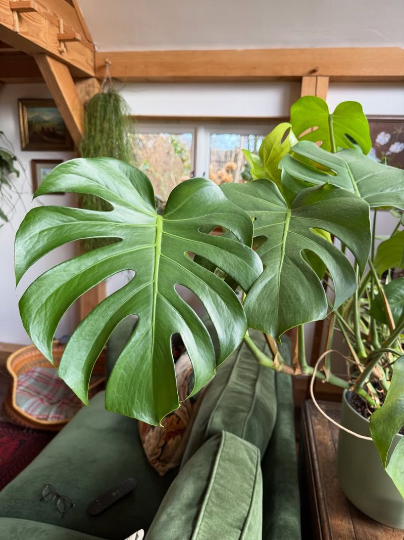 Monstera Deliciosa (Swiss Cheese Plant)