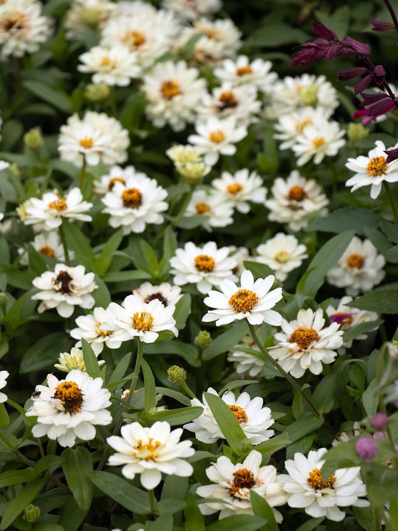 Profusion Double White Zinnia