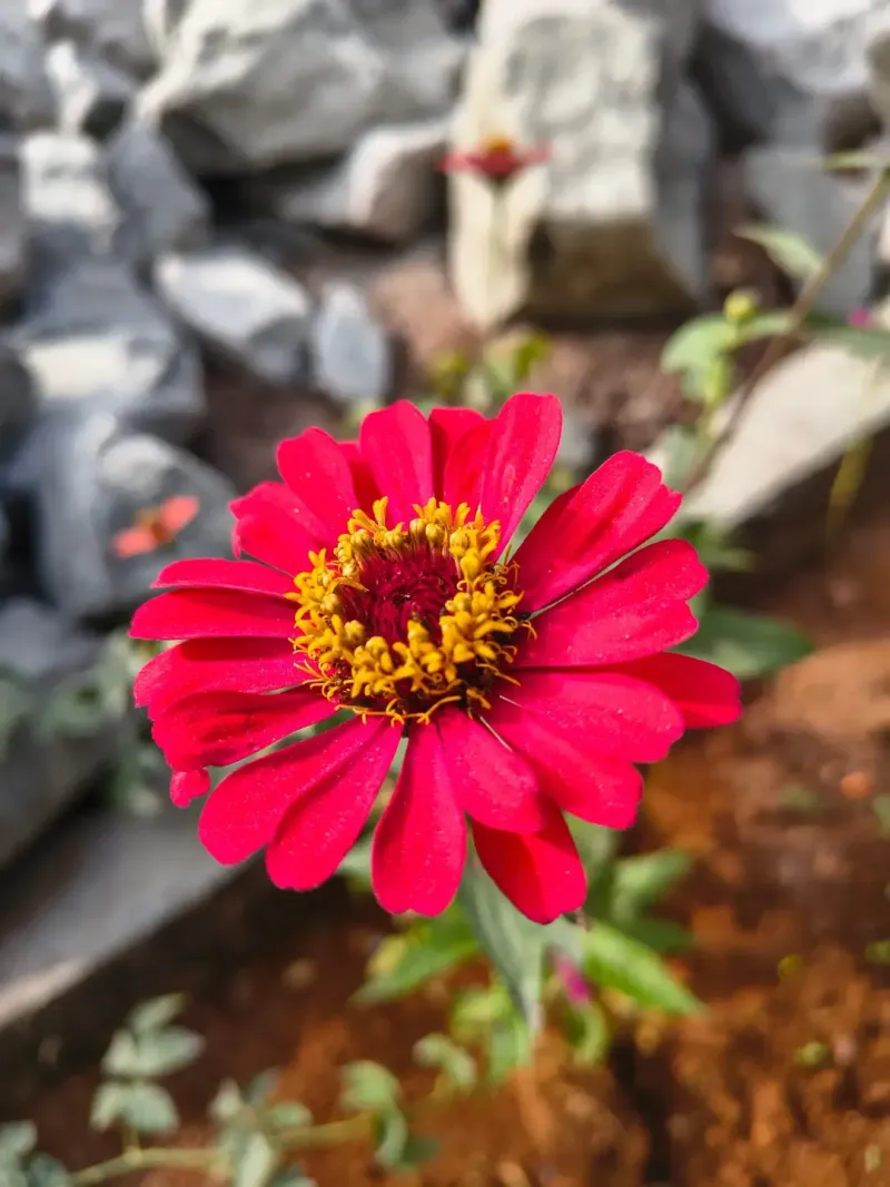 Zinnia elegans