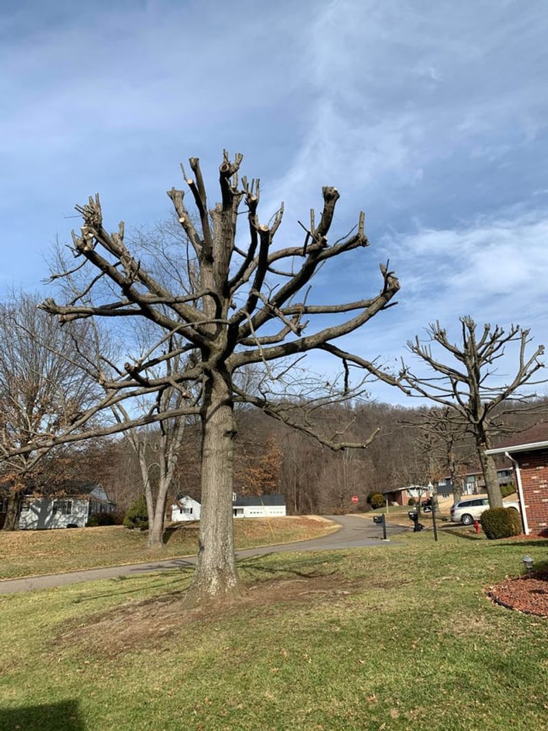 What Counts As Tree Removal Under City Codes