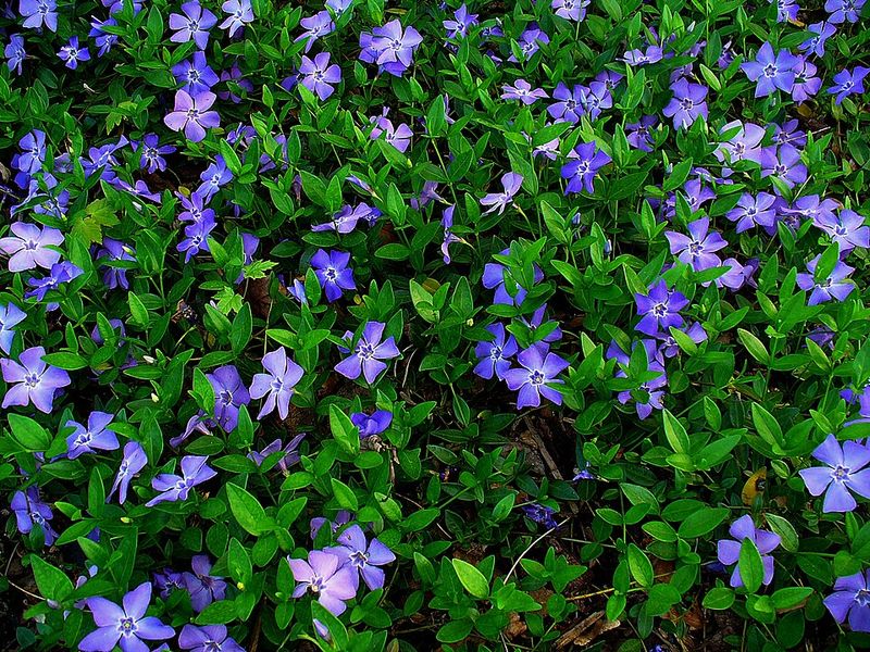Periwinkle / Vinca (Vinca minor)