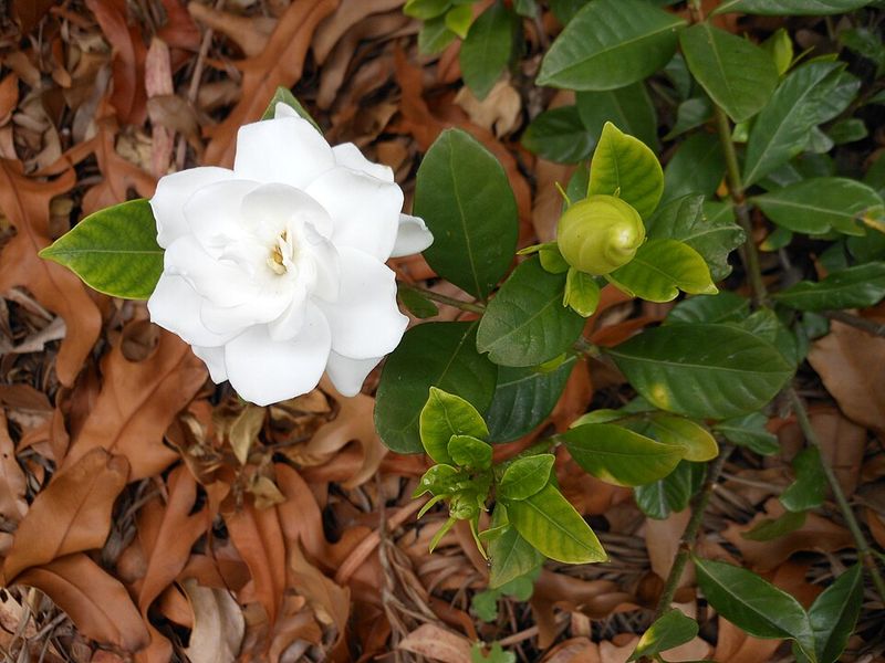 Gardenia