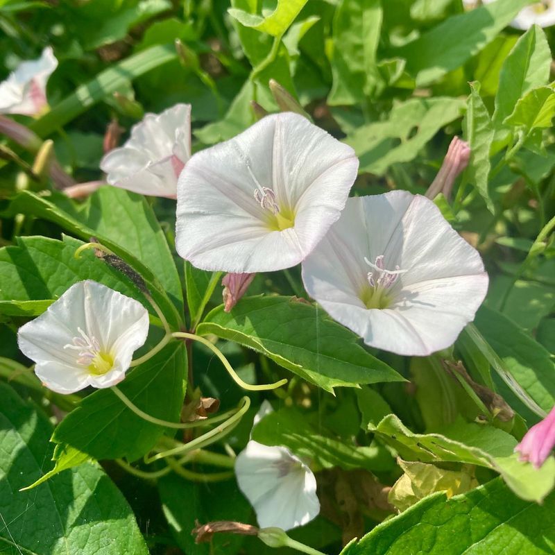 Field Bindweed (Convolvulus arvensis)
