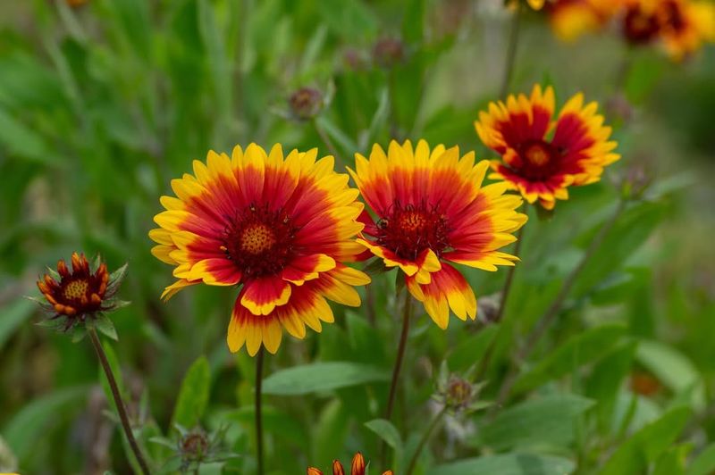 Blanket Flower