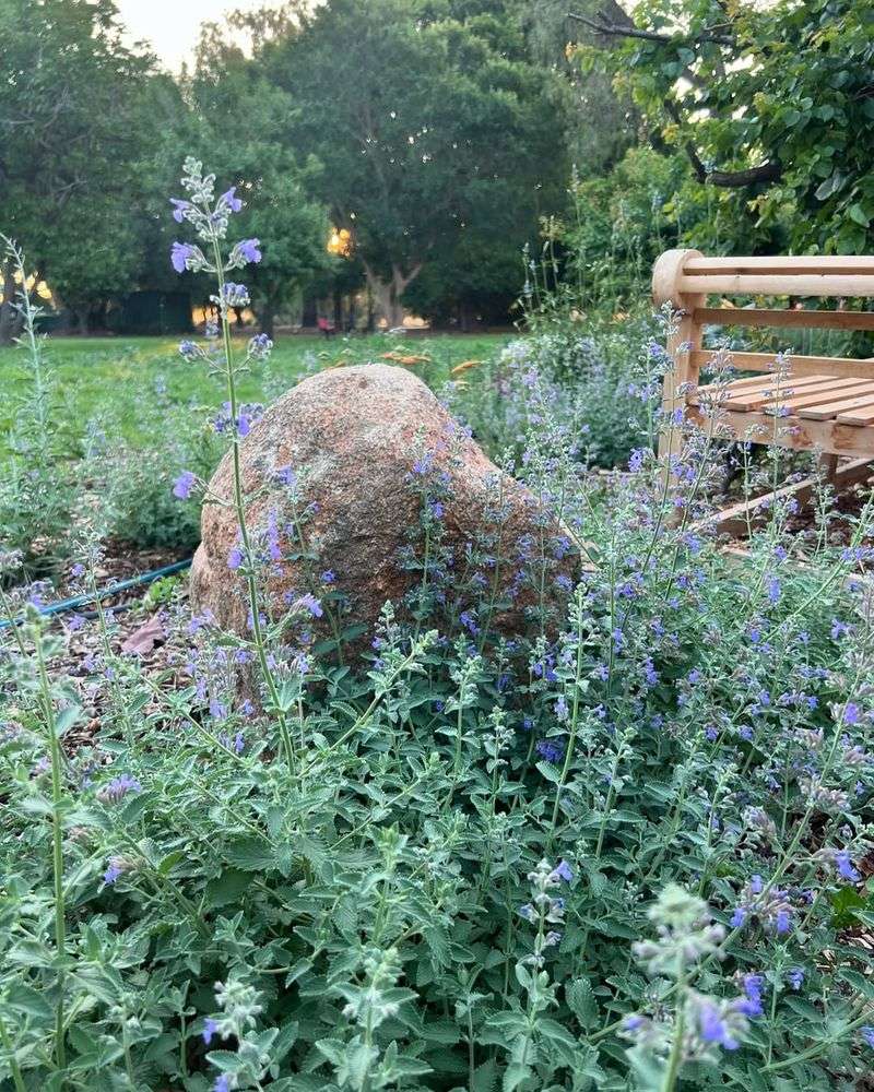 Catmint (Nepeta)