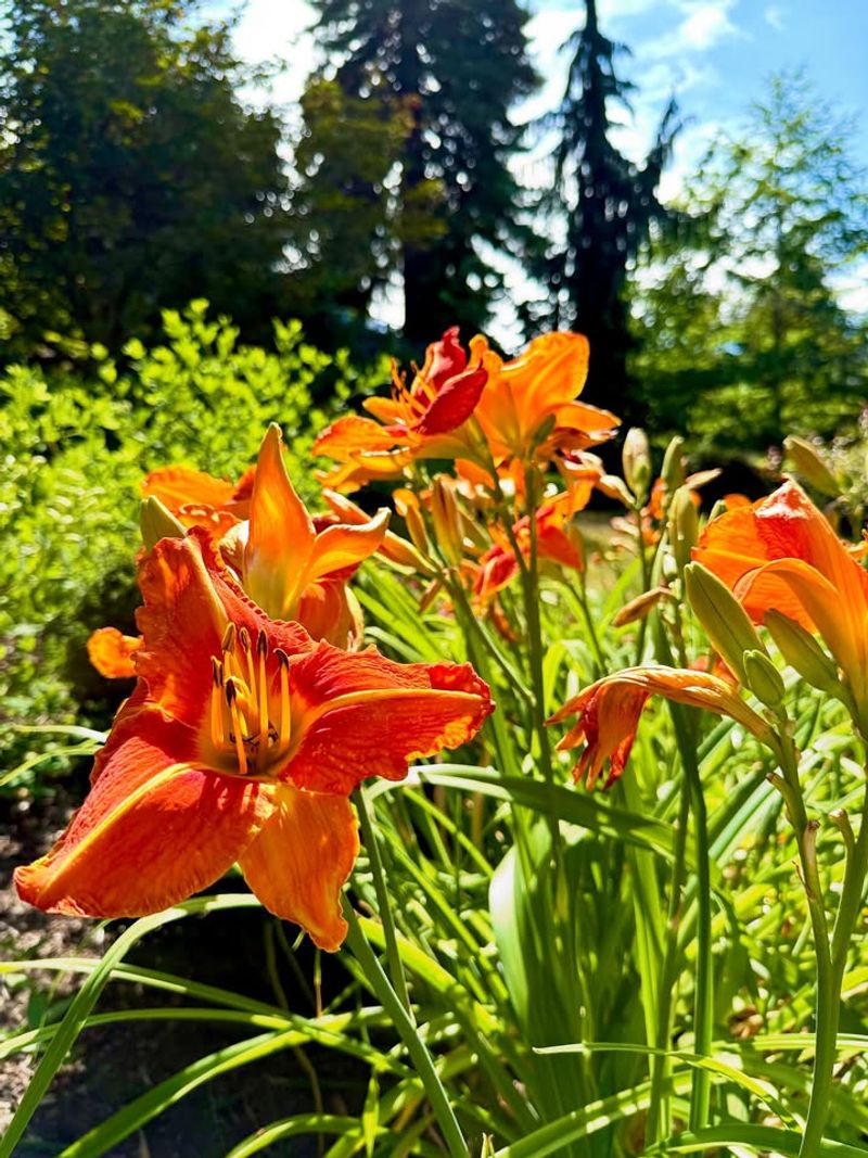 Daylilies With Spent Blooms And Messy Foliage