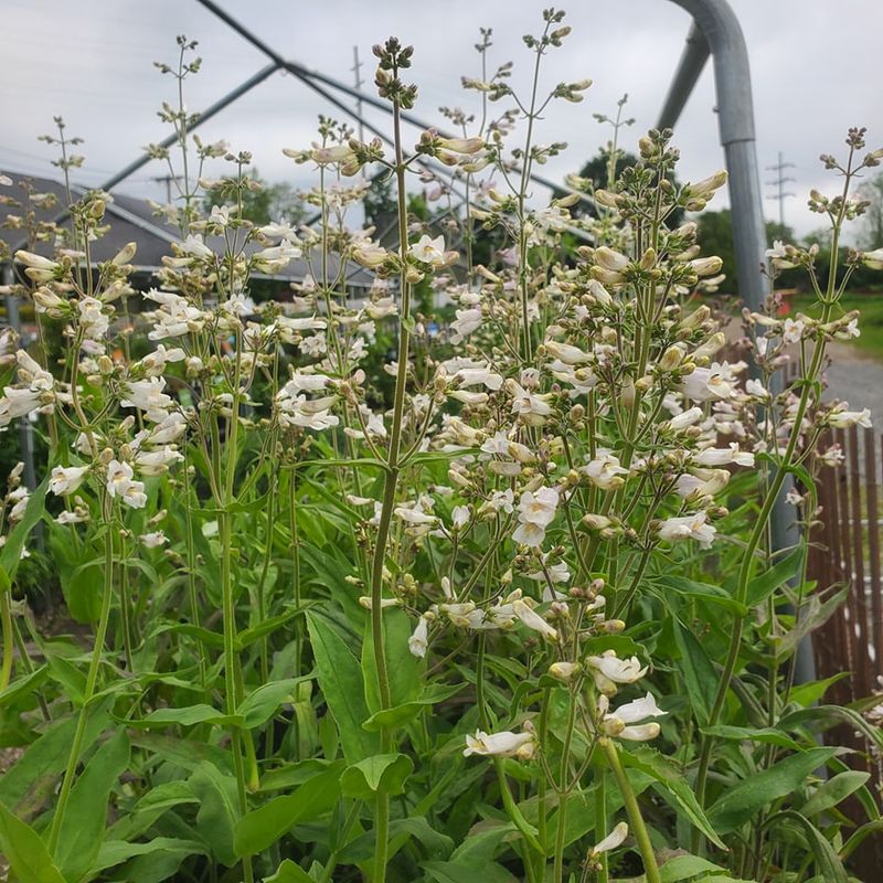 Penstemon For Native-Friendly Blooms