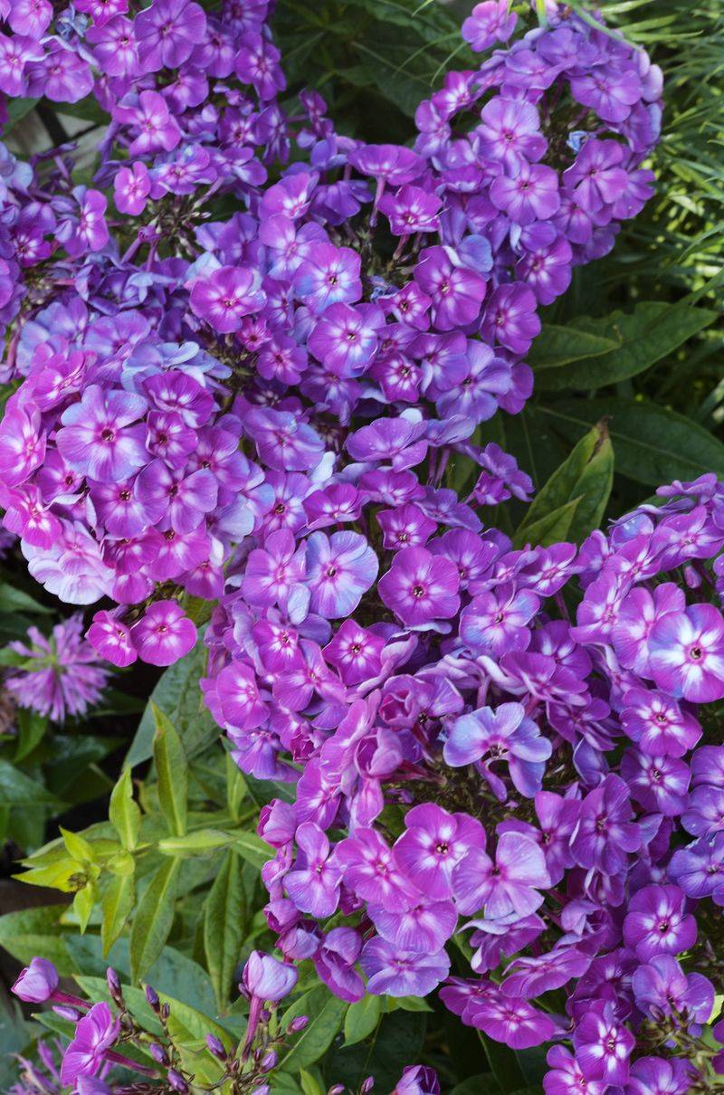 Phlox For Classic Purple Cottage-Garden Charm