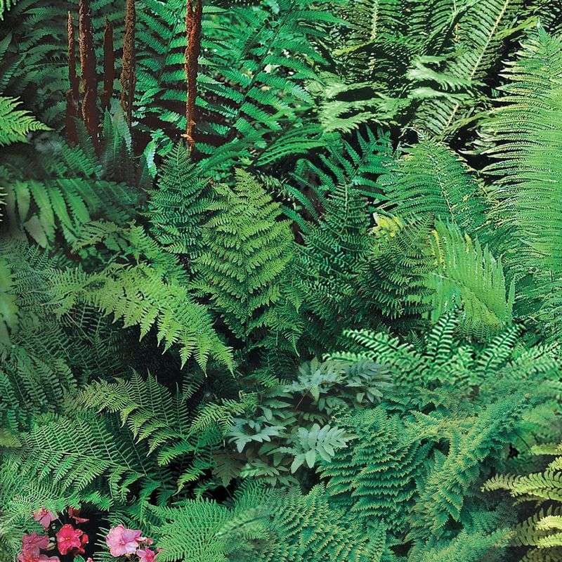 Ferns (Native Woodland Types)