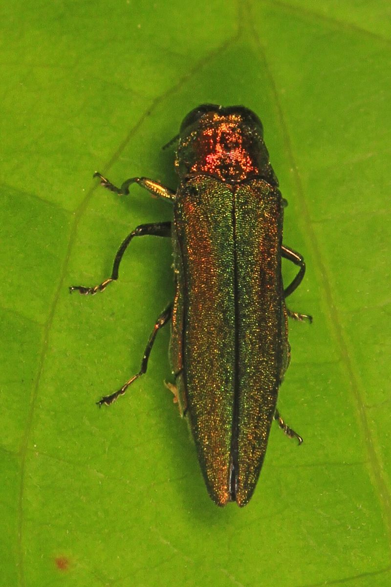 Epicormic Sprouting on the Trunk