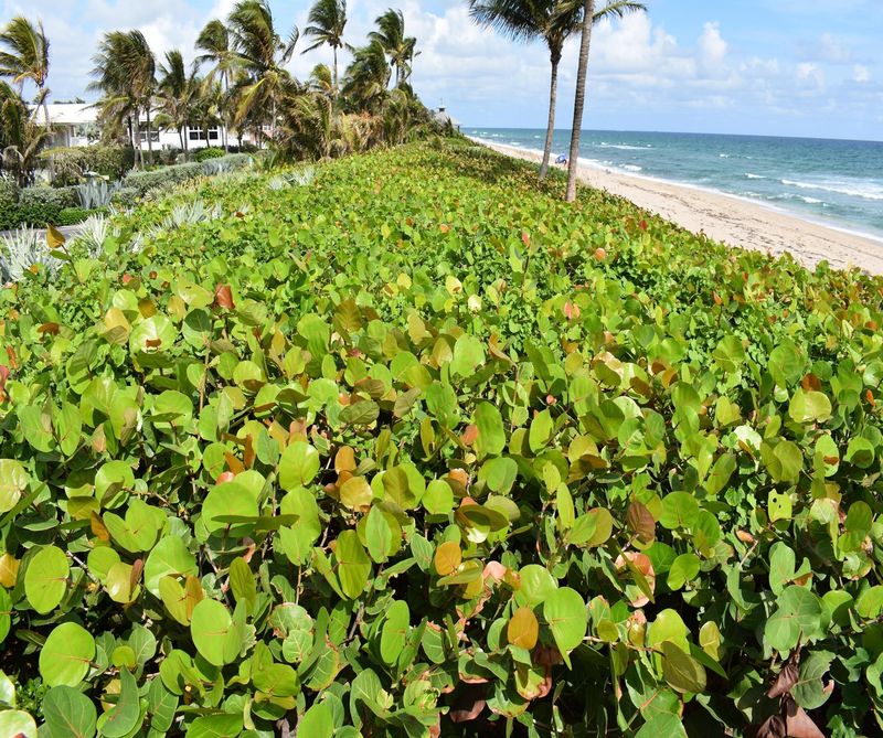 Sea Grape Trees Protected In Coastal Communities