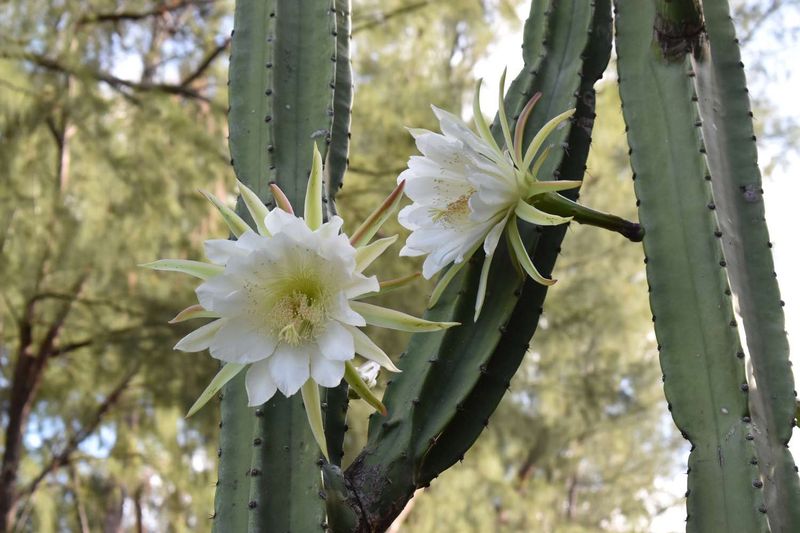 Night-Blooming Cereus