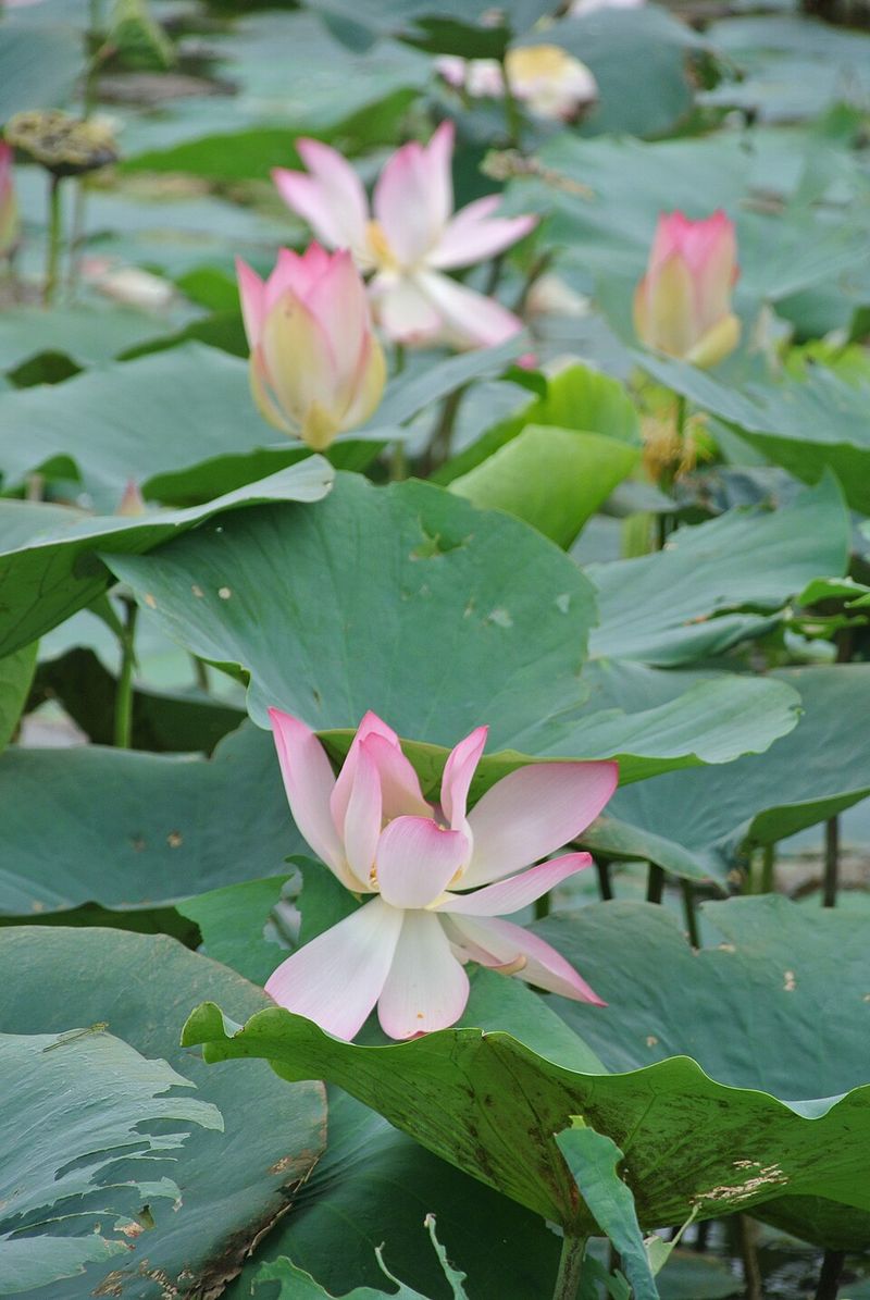 Water Lily (Nymphaea species)