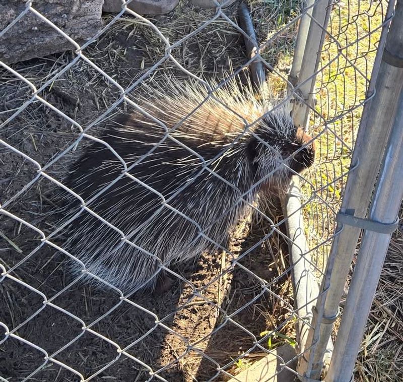 Using Fencing, Barriers, And Garden Layouts To Deter Damage