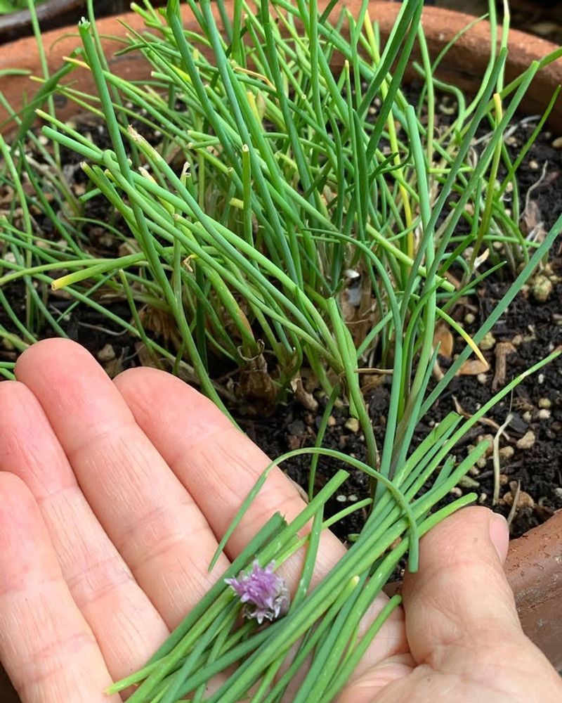 Chives