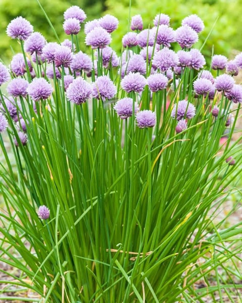 Chives Bring Mild Onion Flavor To Every Meal