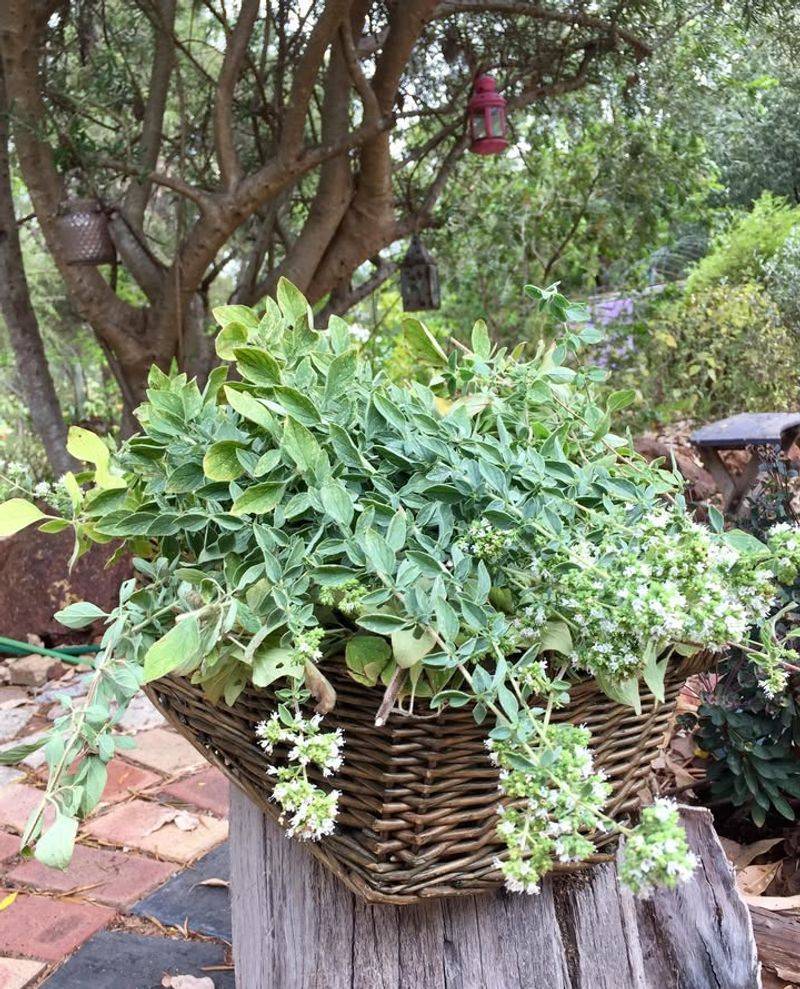 Oregano (Origanum Vulgare)