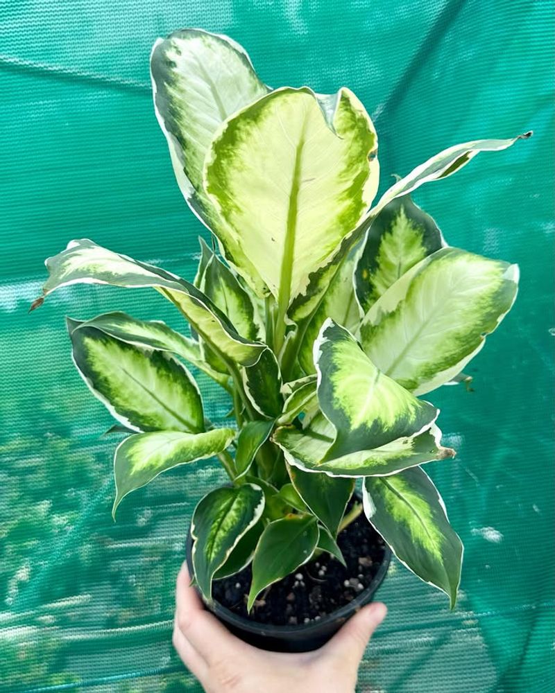 Dieffenbachia