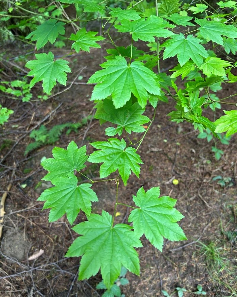 Vine Maple