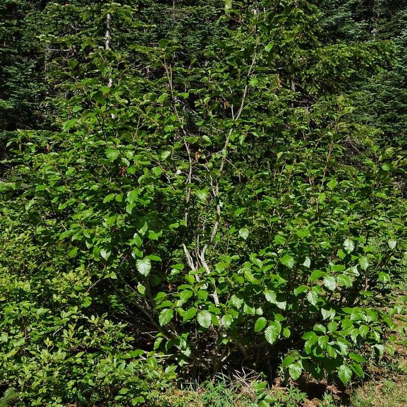 Sitka Alder