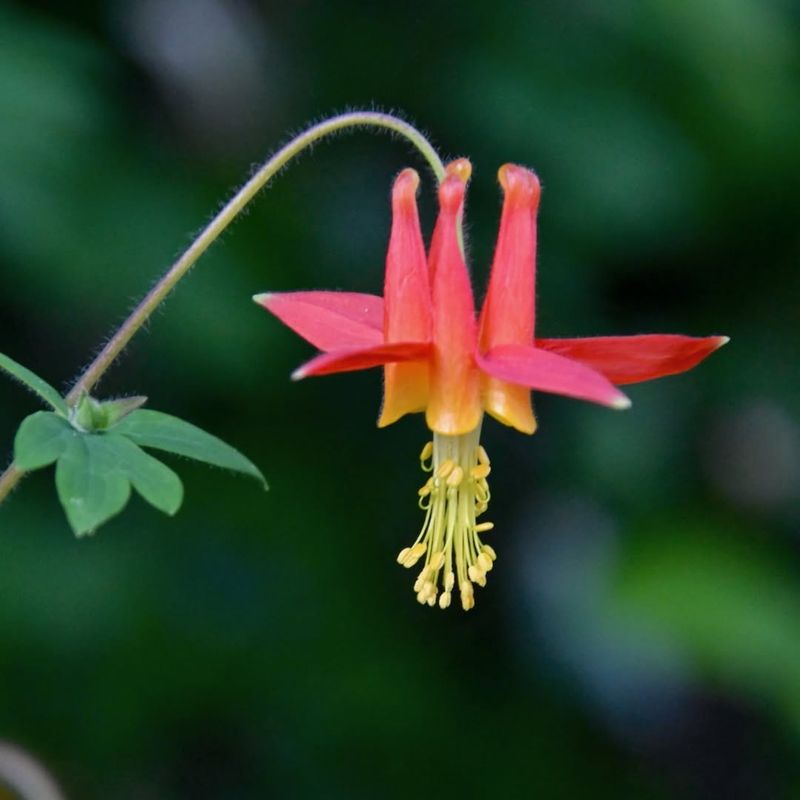 Western Columbine