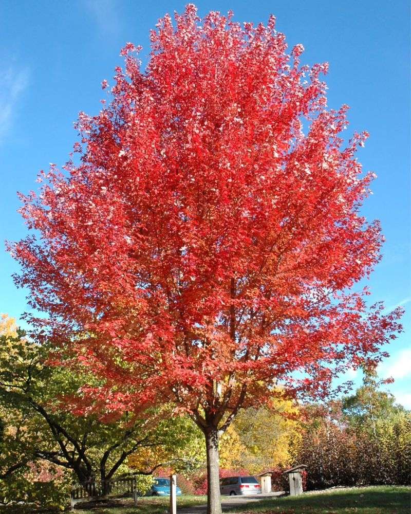 Vine Maple For Small Spaces And Seasonal Color